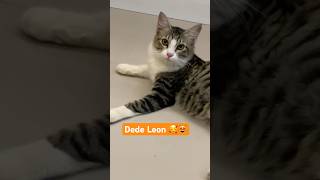 Sibungsu Leonardo decaprio ☺️ kucing leon #cat #kucing #kucinglucu