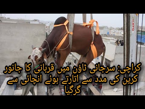 کراچی: سرجانی ٹاؤن میں قربانی کا جانور کرین کی مدد سے اتارتے ہوئے انچائی سے گرگیا