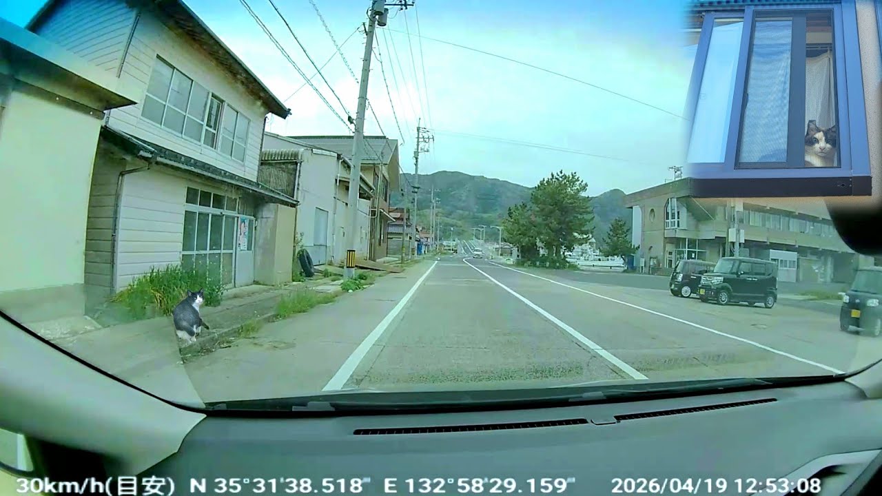 運転中に道路にハチワレ猫が倒れてたので下車して確認して帰宅へ🚨