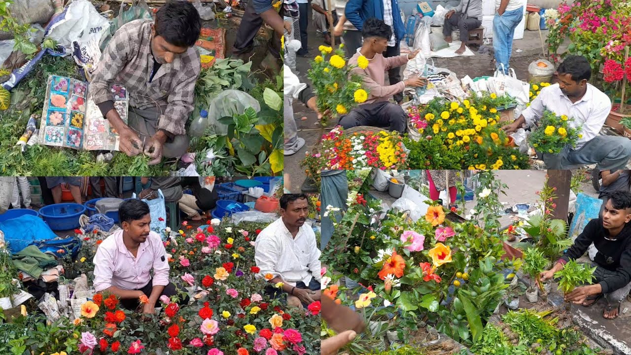 সকাল সকাল হালকা ঠান্ডায় তাজা তাজা ভালো ভালো গাছ  দেখুন Galiff Street Plant Market Kolkata #kolkata