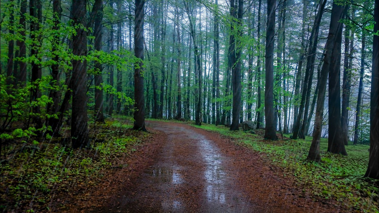 Relaxing Walk in the Rain, Spring Forest 🌧️ 🌱(4K) | New England, Binaural Audio (Rain on Umbrella)