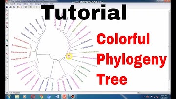 Formation of Colorful Phylogeny tree by using MEGA 7