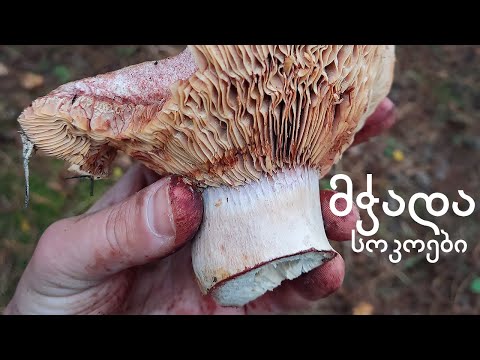 მჭადა სოკოები - Lactarius species