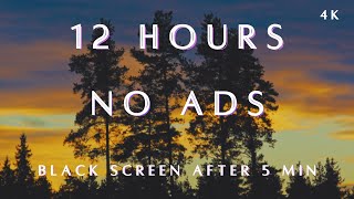 Wind in Pines for Sleep - 12 Hours Black Screen Nature Sounds No Ads for Deep Sleep
