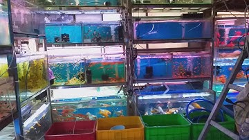 Cửa hàng cá cảnh Nguyễn Thông Quận 3 TPHCM Pet fish shop in Ho Chi Minh City
