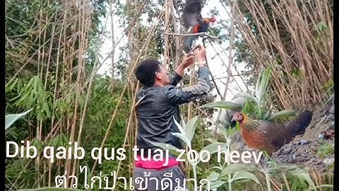 Dib qaib qus 2021  ต่วไก่ป่าเข้าดี