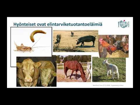 Video: Rehuravinto märehtijöille?