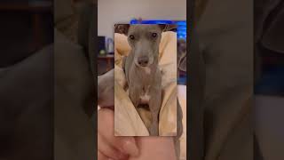 so cute #greyhound #cutedog #dog #italiangreyhound #dogclothes #iggy #dogclothes #cutedog #pet