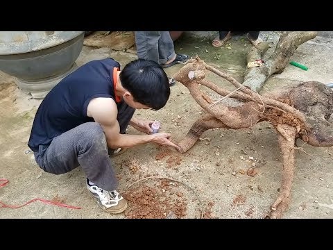 CÁCH LÀM CÂY CẢNH TRƯỚC KHI ĐI D.ÂM - KHÁM PHÁ CUỘC SỐNG