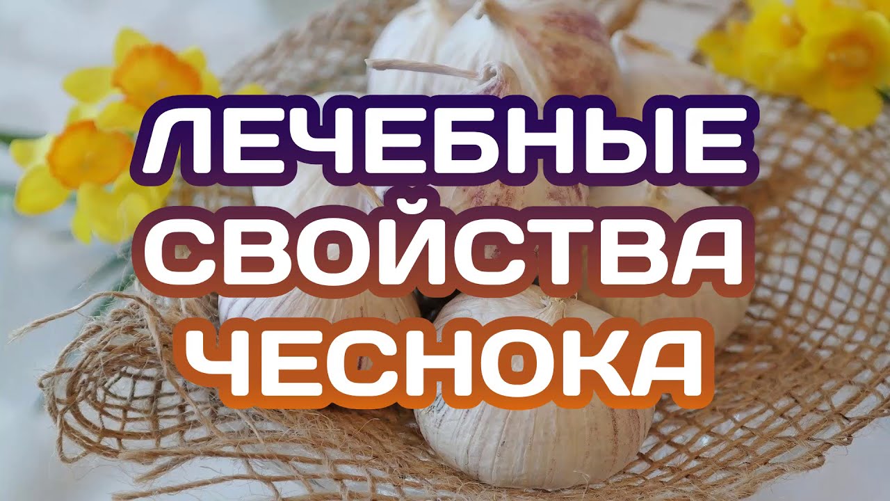 Чеснок. Полезные свойства. Противопоказания.