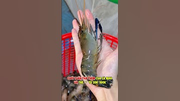 Hồ câu tôm giải trí & ăn uống đầu tiên tại Từ Sơn 📍 khu A Quy/F28 Ngõ Quy Chế, Tân Hồng, Từ Sơn