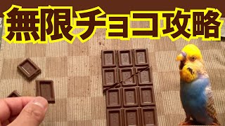 無限チョコレートの種明かし 無限増殖チョコgif ひなぴし