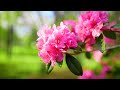 Relaxing Piano Music: Sleep Music, Stress Relief, Beautiful Relaxing Music, Study, Meditation Music