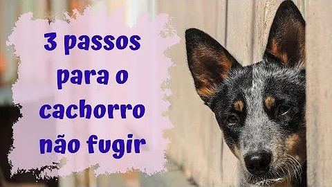 Como fazer com que seu cachorro não fuja?