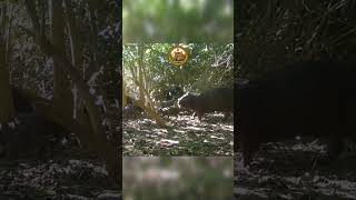Cada visita às minhas câmeras é uma nova surpresa: a natureza sempre revela cenas incríveis. 🌿📸