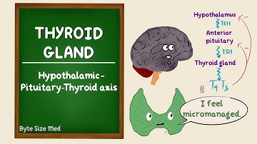 Hypothalamic Pituitary Thyroid Axis | HPT Axis | Thyroid hormone regulation | TRH TSH | Endocrine