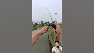 Pha đóng cá cong cần câu #fishing #lurefishing #fish