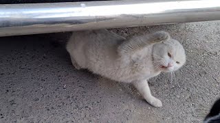 Angry White Cat is very jealous of other cats and attacks them.