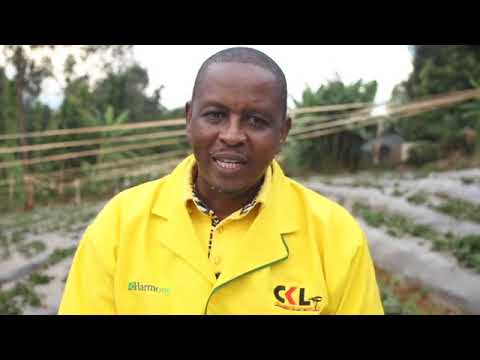 Video: Strawberry Kituruki Hufurahi Nyumbani