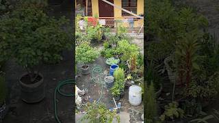 Terrace Garden Before Cleaning Real Garden View