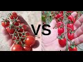 Pomodoro Datterino e Ciliegino differenze principali di caratteristiche e storia