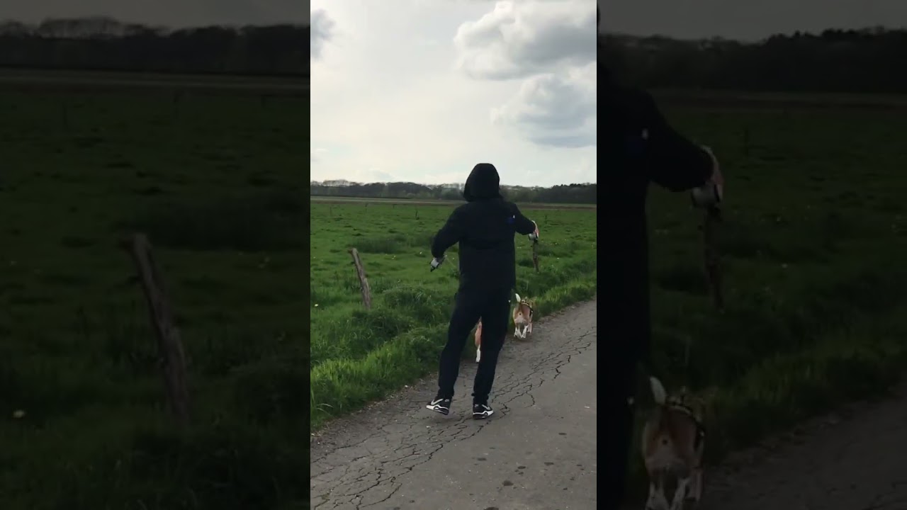 What it's Like Walking a Beagle