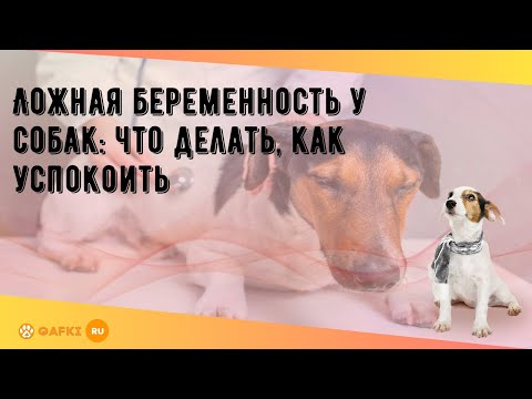 Ложная беременность у собак: что делать, как успокоить