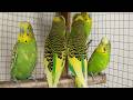 3 Hours Cute Budgie Sounds for | Relaxing Parakeet Chirping & Singing
