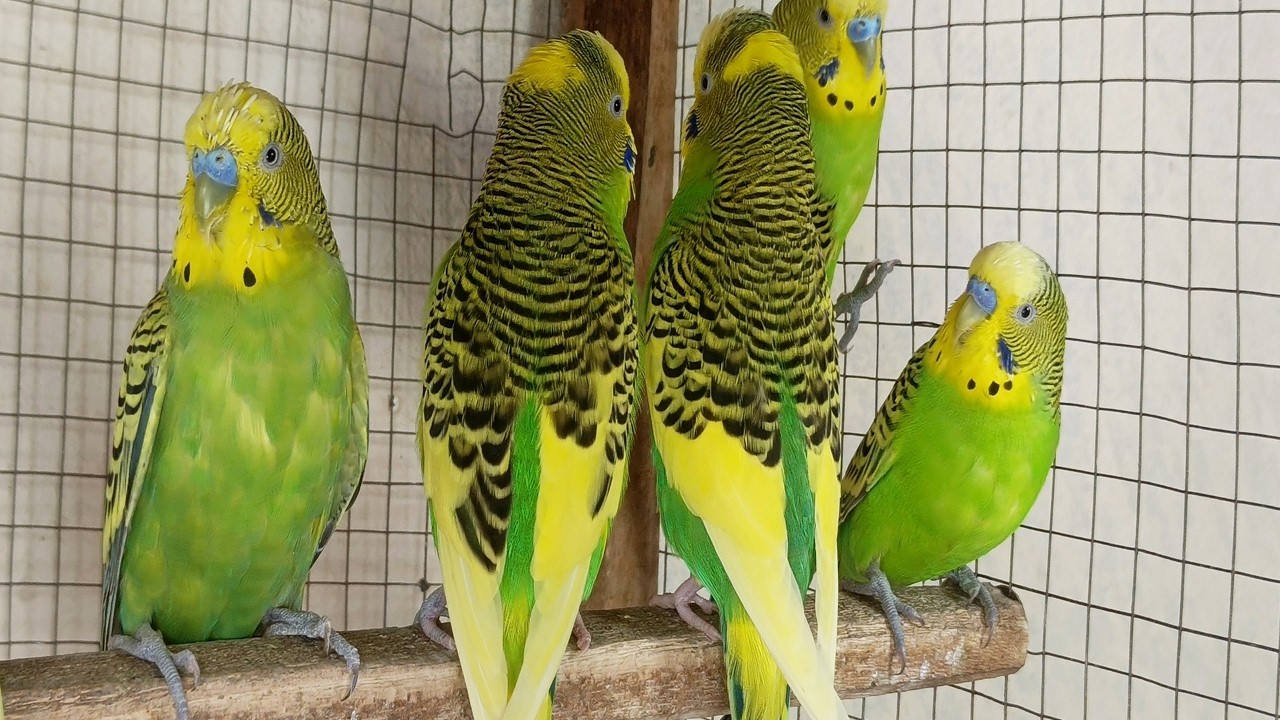 3 Hours Cute Budgie Sounds for  | Relaxing Parakeet Chirping & Singing