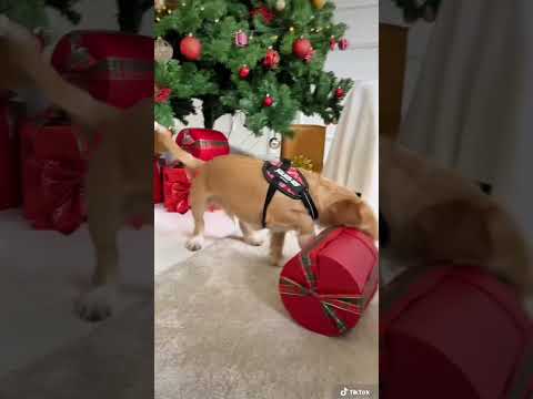 Video: Moderne hundens 2018 Holiday Gift Guide