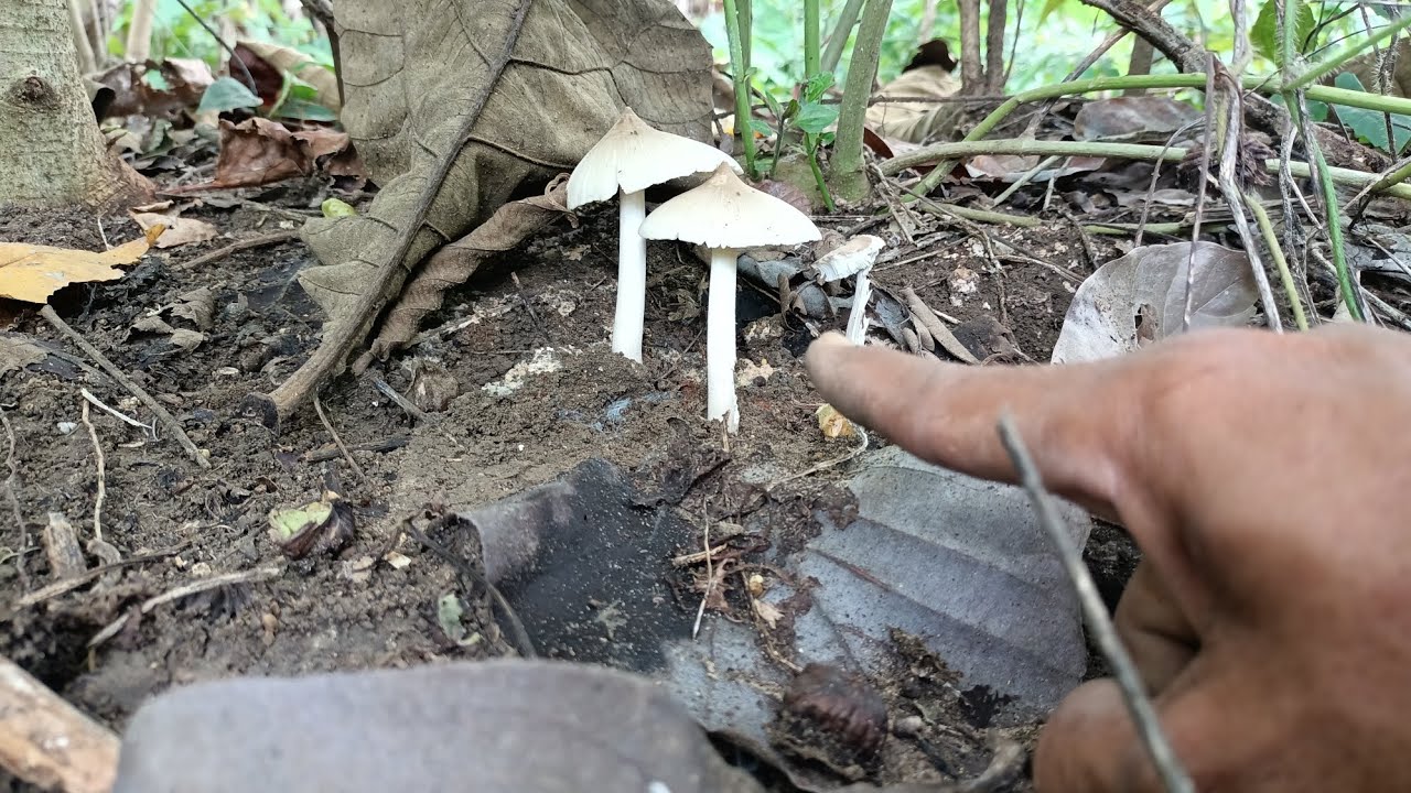 Jamur langka berserakan disini