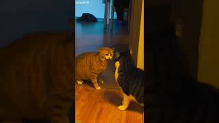 Hero Cat protects its territory - Trending 2026 🥹 So Cute!