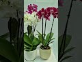 Orchids✨ #iamthegardener #orchids #indoorplants