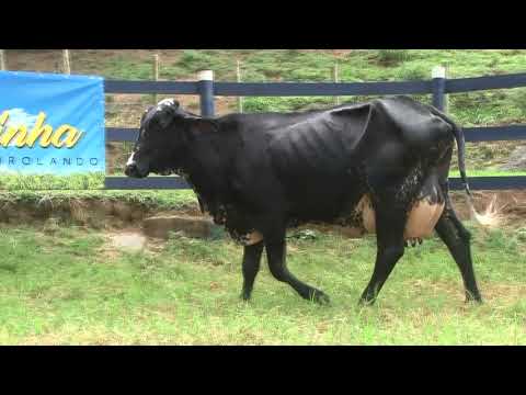 LOTE 48   FAZENDA SANTA TEREZINHA