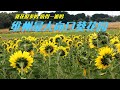 开箱维州最大向日葵花园 The largest sunflower field in Victoria——Pick Your Own Sunflowers