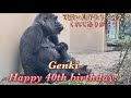 3人の可愛い息子達をありがとう!今日は母ゲンキの40歳のお誕生日でした‼︎⭐️ゴリラGorilla【京都市動物園】Genki! Happy 40th birthday!