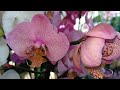 ОРХИДЕЯ моей МЕЧТЫ ! СВЕЖИЕ орхидеи в ОБИ обзор ОРХИДЕЙ фаленопсис ! ORCHIDS PHALAENOPSIS !