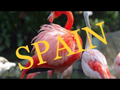 SPAIN 4K PLACE TO VISIT IN EUROPE - SAN PEDRO DEL PINATAR. FLAMINGOS  (2022) #4К