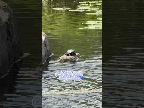 Cute little turtle 🐢 Sun ☀️ bathing ❤️ enjoying his day #shorts #turtle #cute
