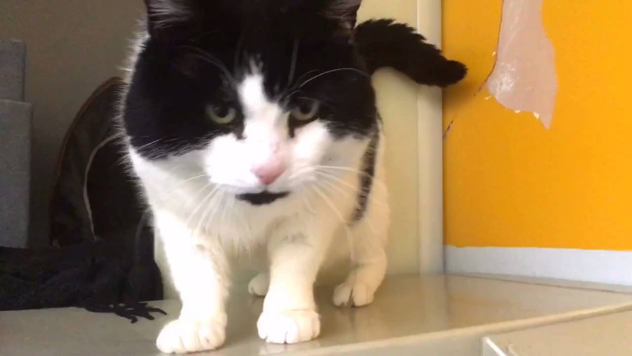 super friendly, cuddly blackandwhite cat YouTube super friendly, cuddly blackandwhite cat YouTube
