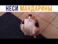 НЕСИ МАНДАРИНЫ! Приколы с котами | Мемозг #480