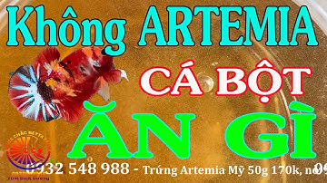 Không có ARTEMIA thì cho CÁ BETTA BỘT ĂN GÌ ? Lần đầu làm trùng cỏ và cái kết