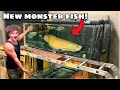 Buying new monster fish for my 300 gallon aquarium