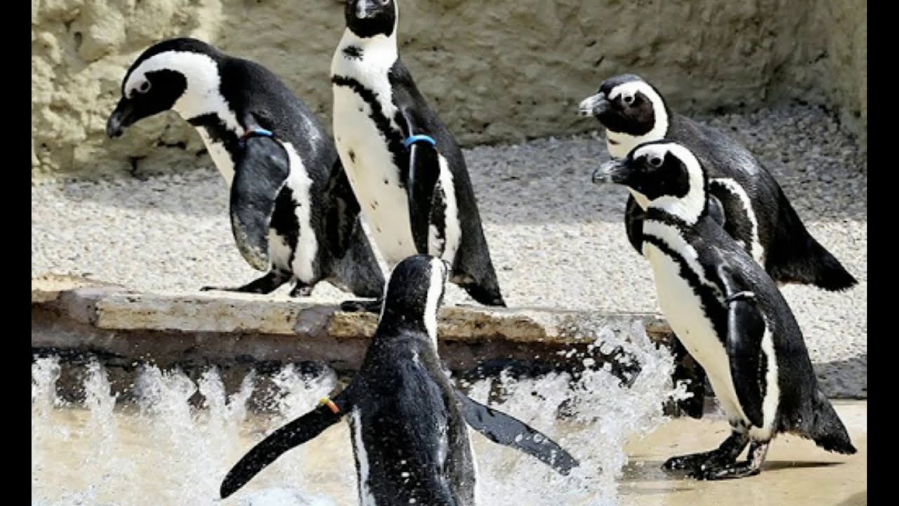 Pinguini Tattici Nucleari La Storia Infinita (7GT Bootleg Remix) YouTube Pinguini Tattici Nucleari La Storia Infinita (7GT Bootleg Remix) YouTube