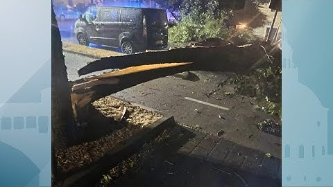 Maltempo a Pavia, grosso albero cade sulla strada il Lungo Ticino: "Anni di mancata manutenzione"