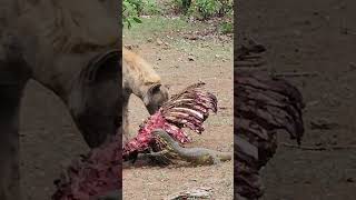 Lizard Slaps Hyena With Its Tail 🤣