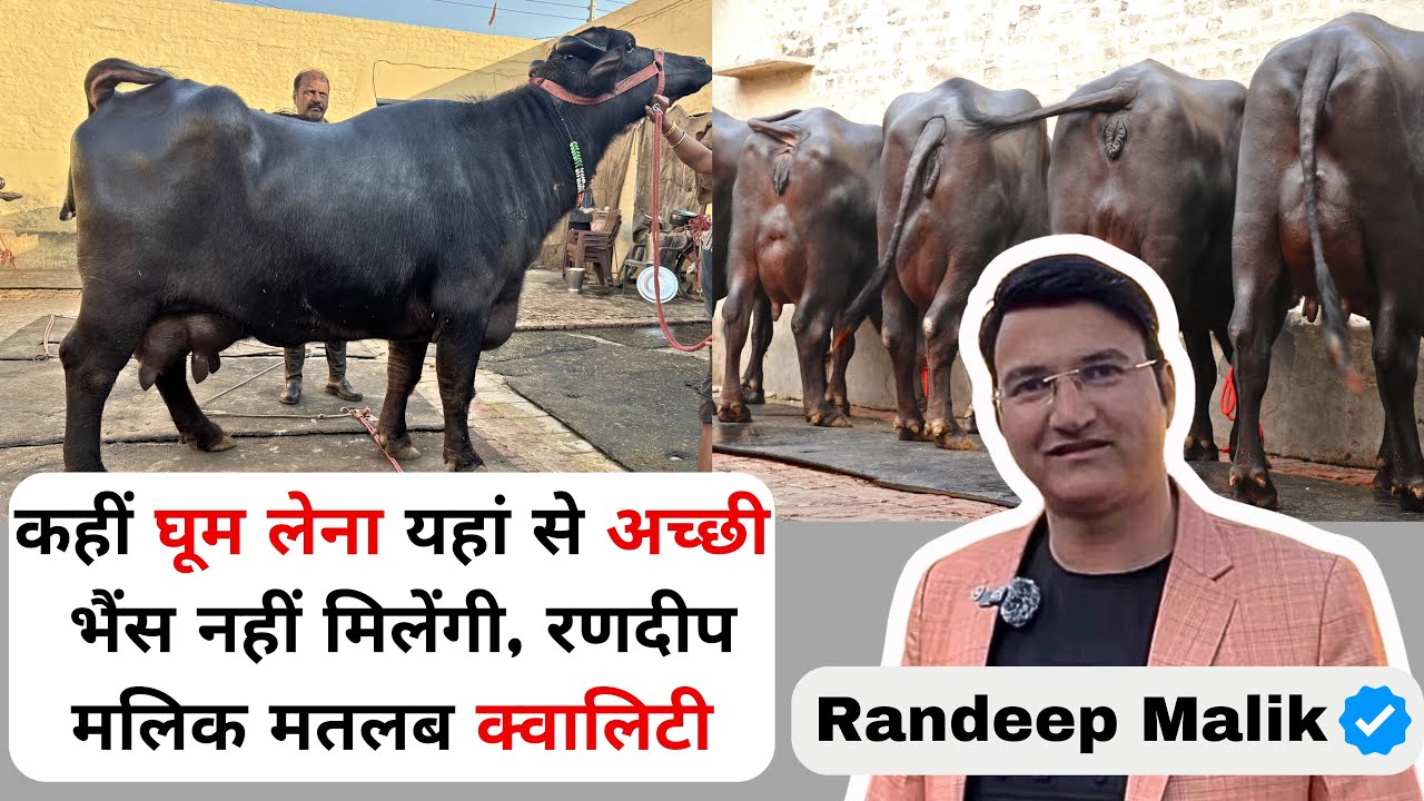 💥रणदीप मलिक भाई का धमाका - Quality King के पास एक से बढ़कर एक शानदार भैंस