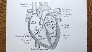 How to draw human heart diagram easily/ Human heart diagram drawing