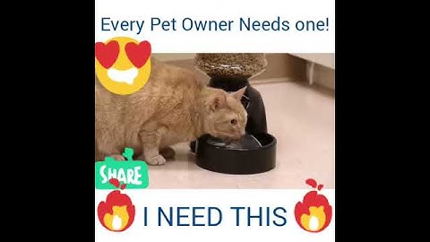 Automatic Pet Feeder with Voice Message Recording and LCD Screen