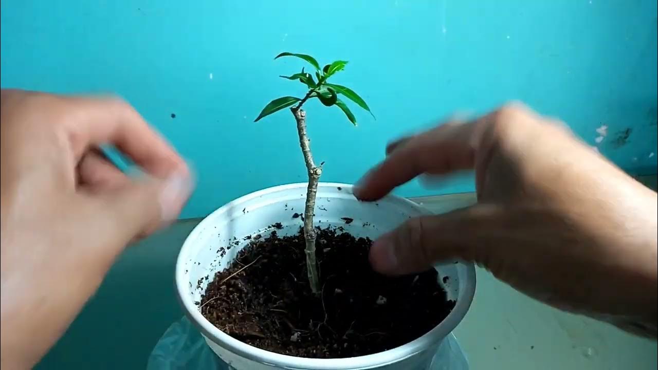 How to grow tree branch from cutting How to propagate flower branch